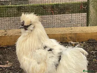 Chickens poultry Silkies - Male - Advert 18