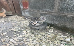 Mixed Breed cats for sale: Beautiful kittens rare ginger females  - Image 3