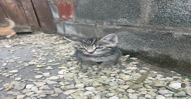 Mixed Breed cats - Advert 7