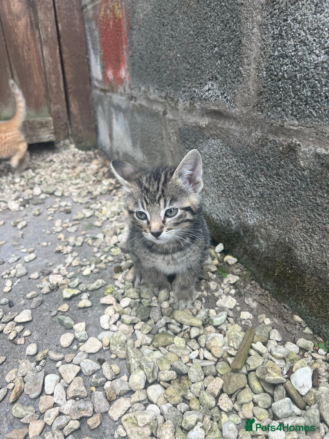 Mixed Breed cats for sale: Beautiful kittens rare ginger females  - Image 3