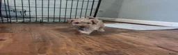Miniature Poodle dogs for sale: Male mini poodle  - Advert 2