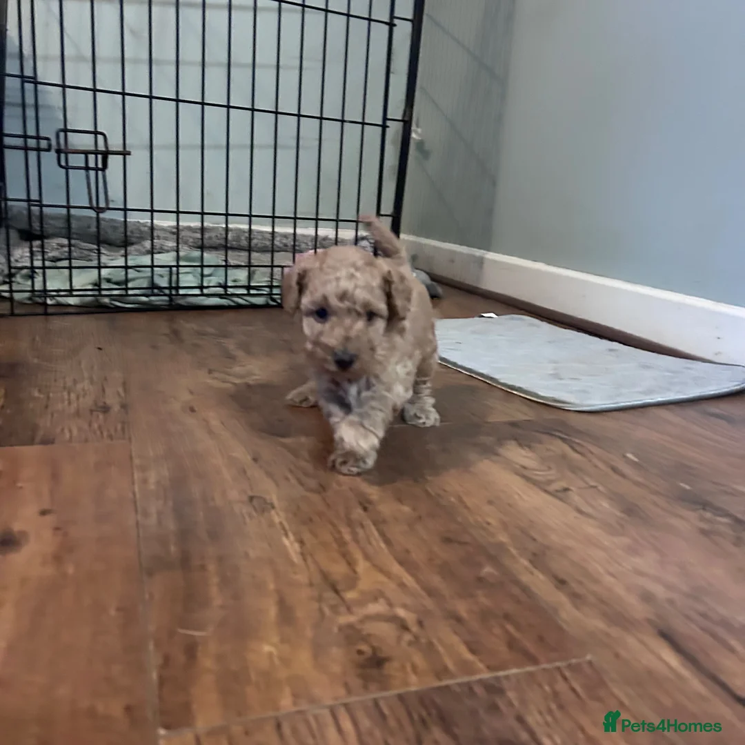 Miniature Poodle dogs for sale: Male mini poodle  - Advert 2
