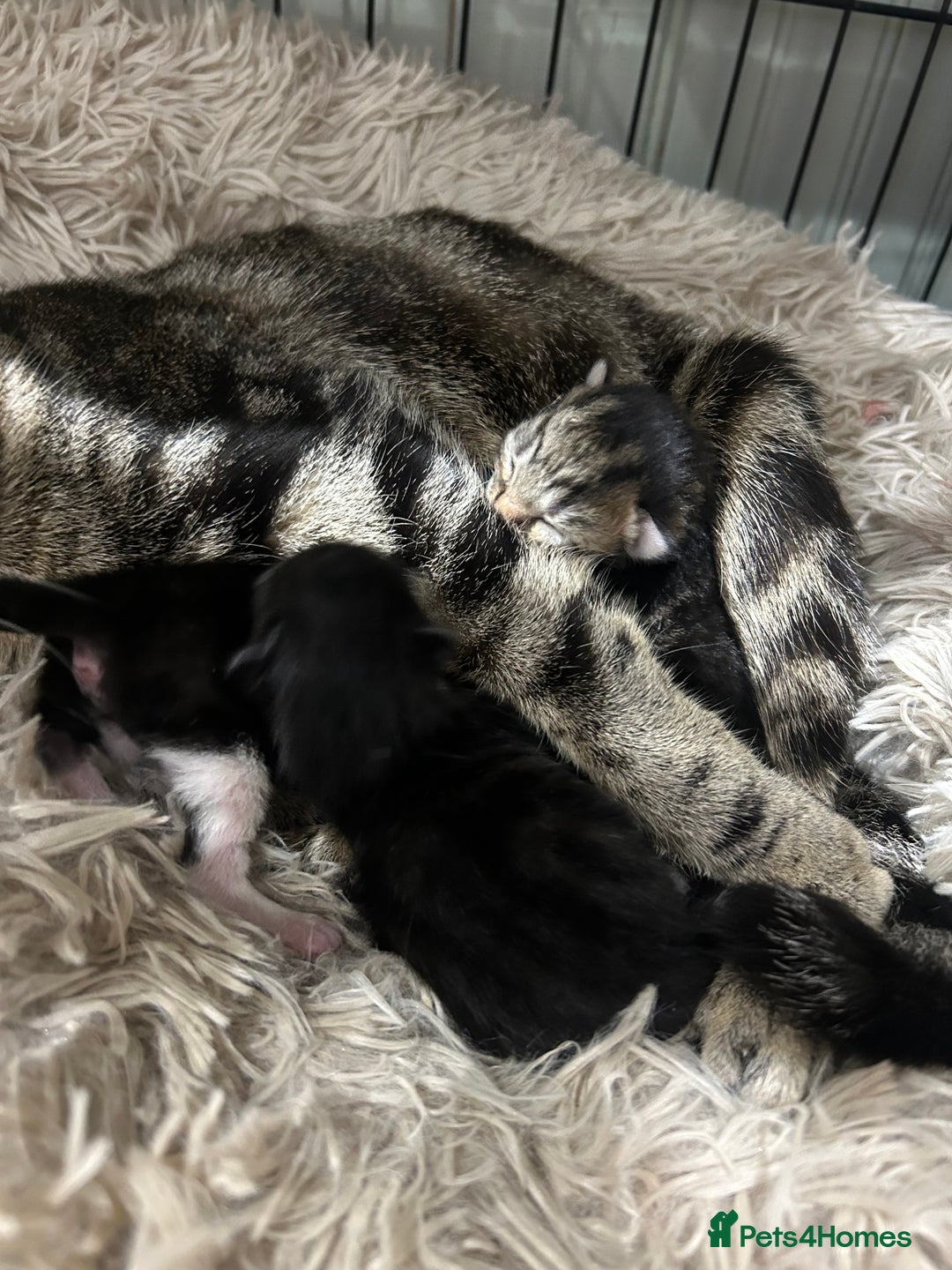 Domestic Shorthair cats for sale: Lovely Female Tabby & Tuxedo Kittens - Advert 8
