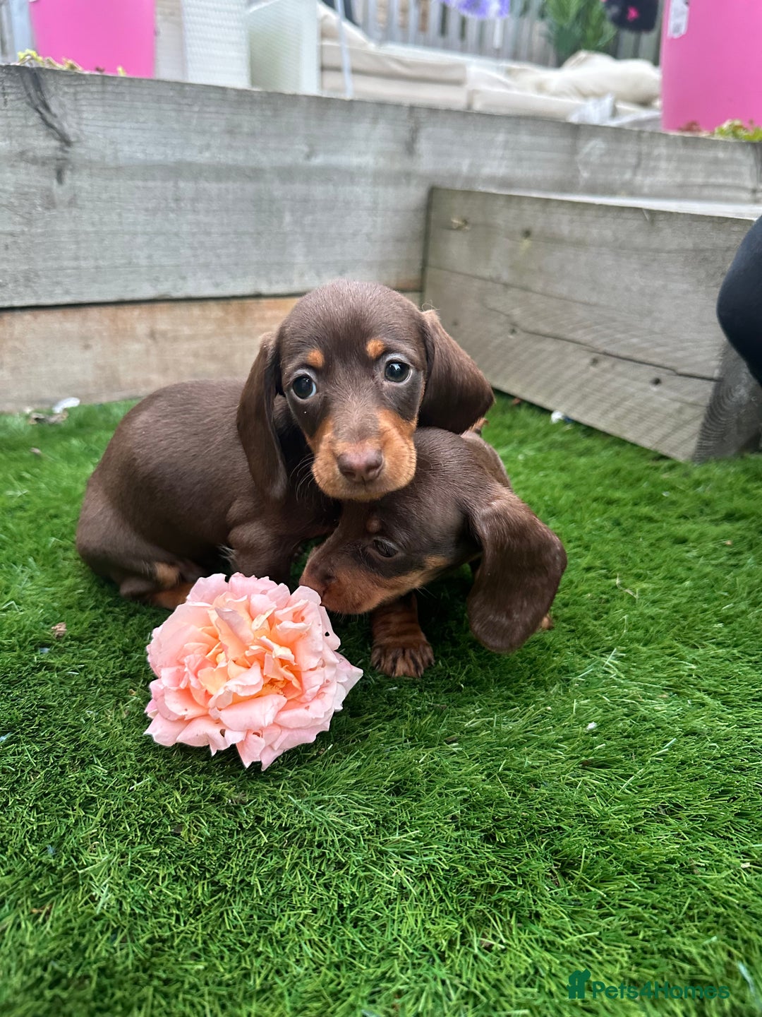 Miniature Dachshund dogs for sale: 8 Quality dachshunds fluffy and smooth for sale** - Image 8