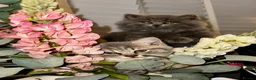 British Shorthair cats for sale: 4 beautiful British shorthair/longhair blue  - Advert 8