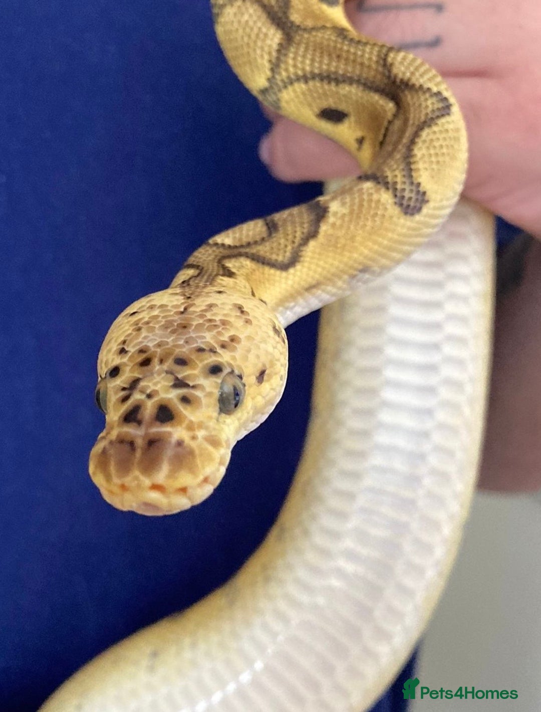 Python Snake reptiles for sale: 2022 proven firefly clown  - Advert 1