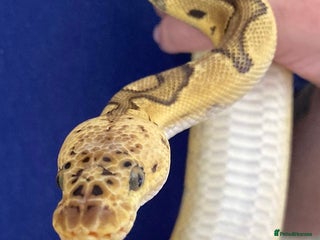 Python Snake reptiles 2022 proven firefly clown - Advert 1