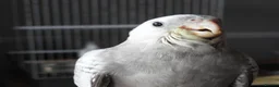 Cockatiels birds for sale: Hand Reared Cockatiels White Face and albino  - Advert 5