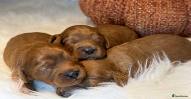 Cavapoo dogs - Advert 8