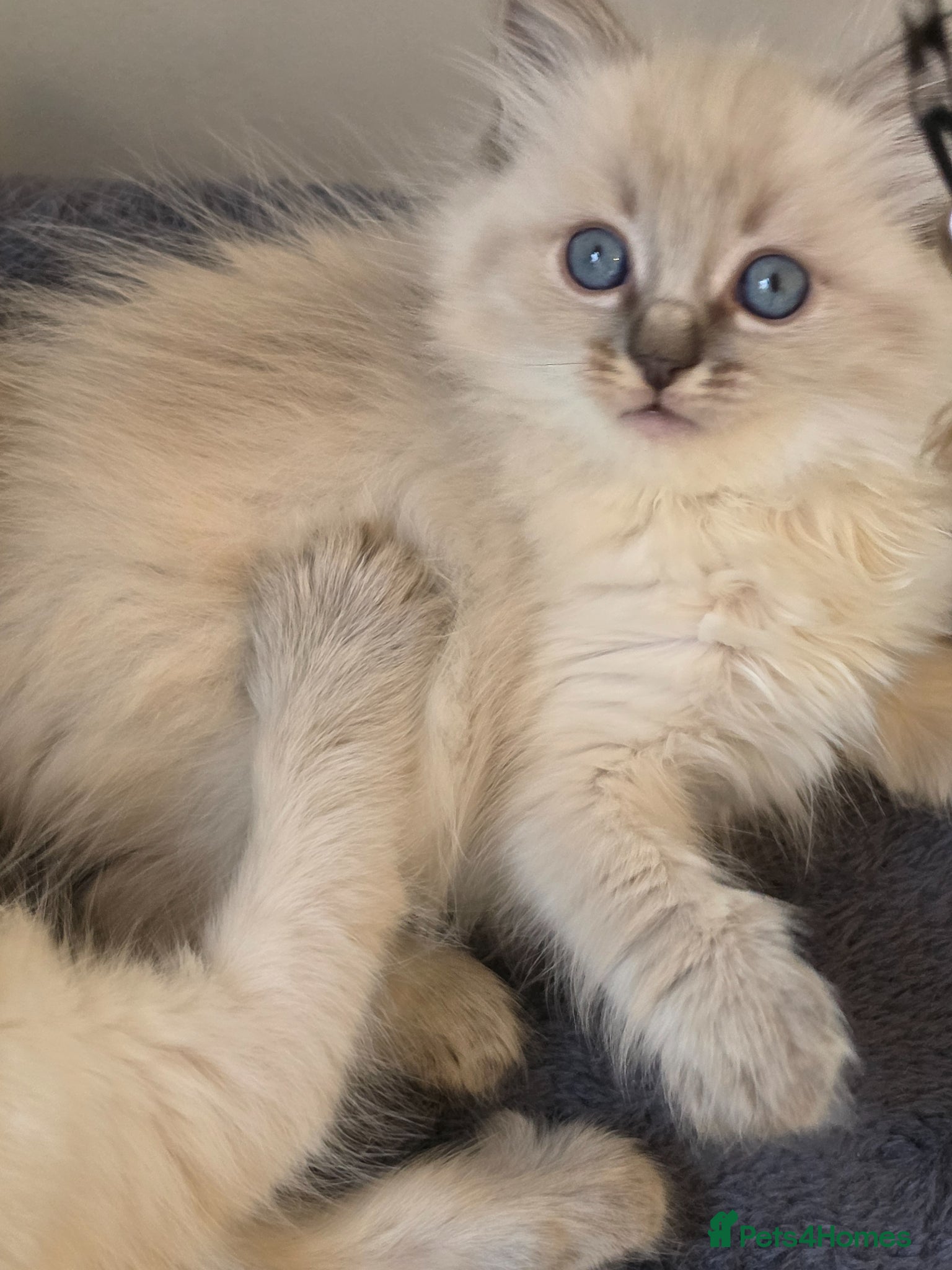 Ragdoll cats ragdoll kittens  - Advert 10