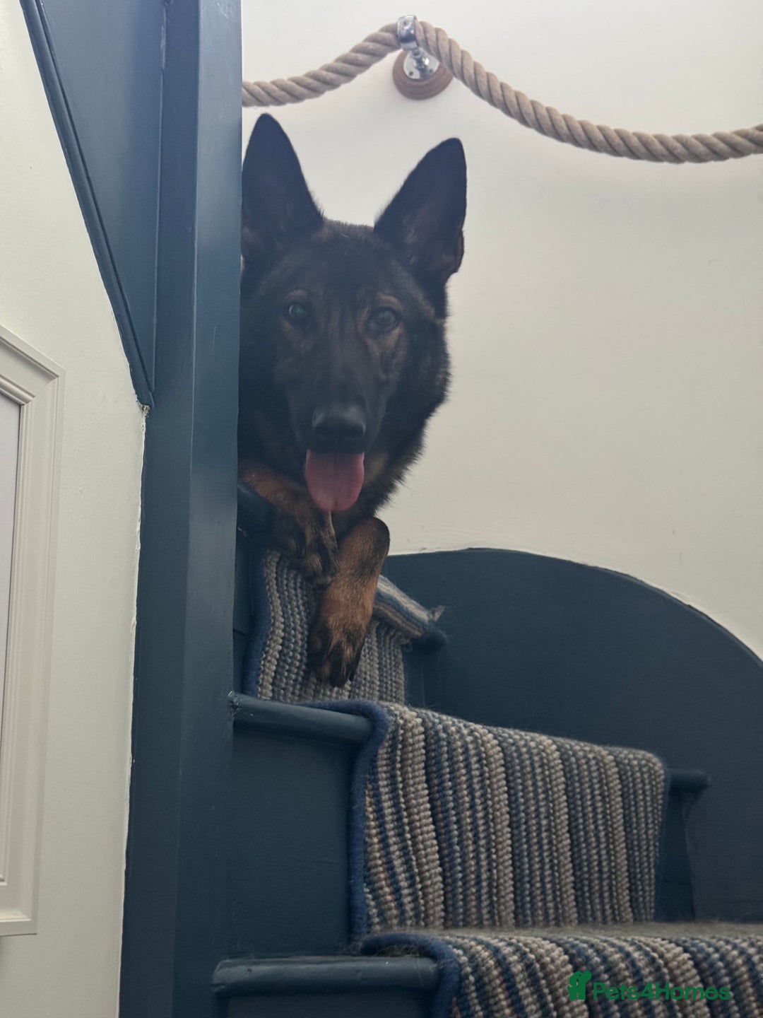 German Shepherd dogs for sale: Rocky - German Shepherd - Image 6