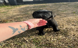 Labrador Retriever dogs for sale: Labrador Puppies  - Image 15