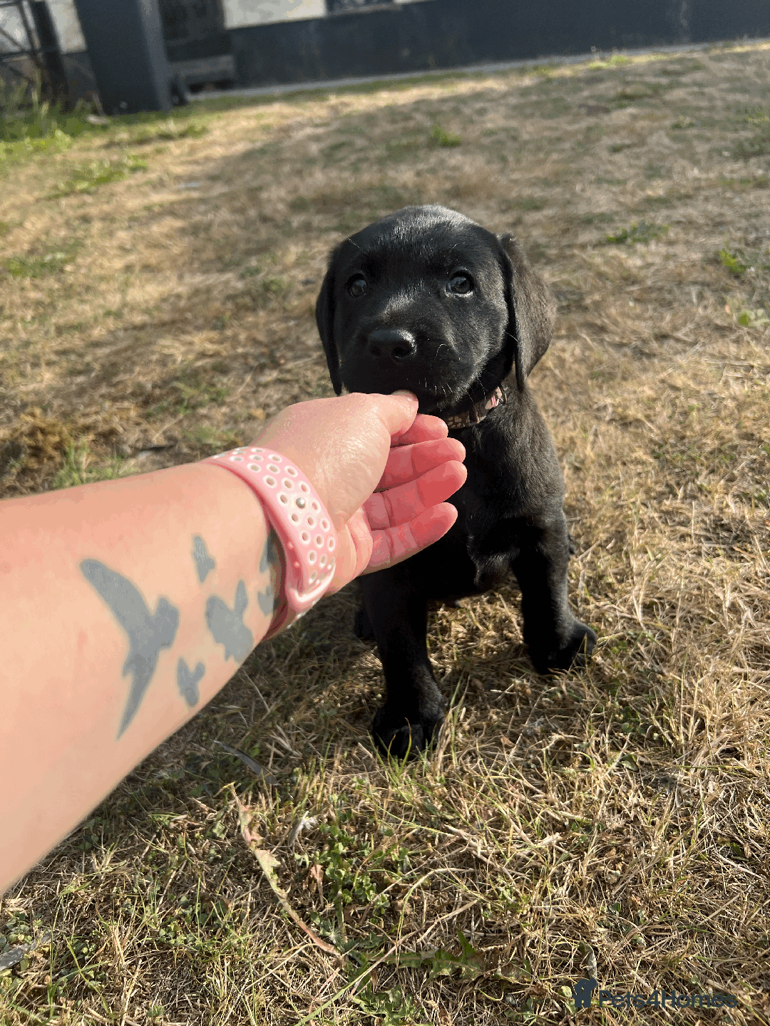 Labrador Retriever dogs for sale: Labrador Puppies  - Image 15