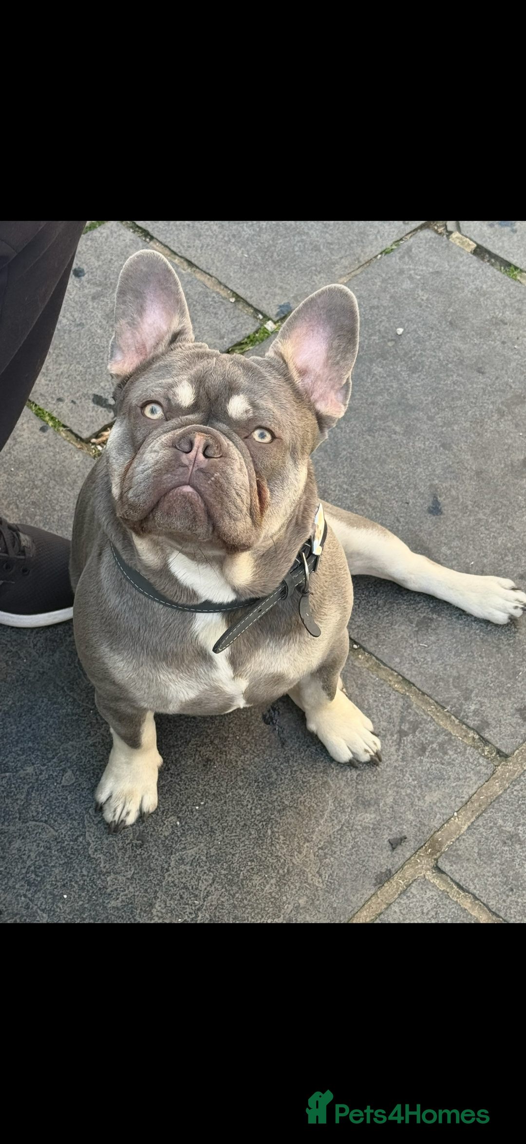 French Bulldog dogs for stud: French bulldog male stud  - Image 11