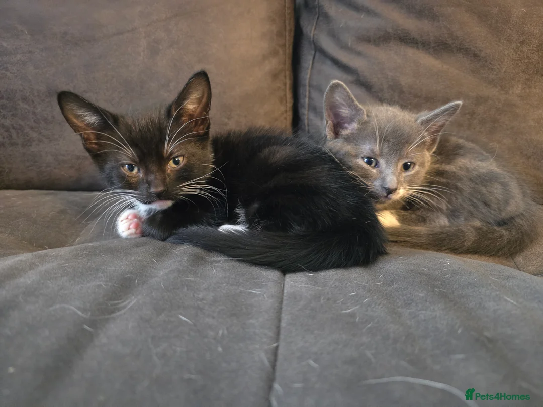 Mixed Breed cats for sale: british short haired mix. - Advert 8