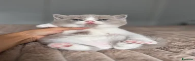 British Shorthair 2