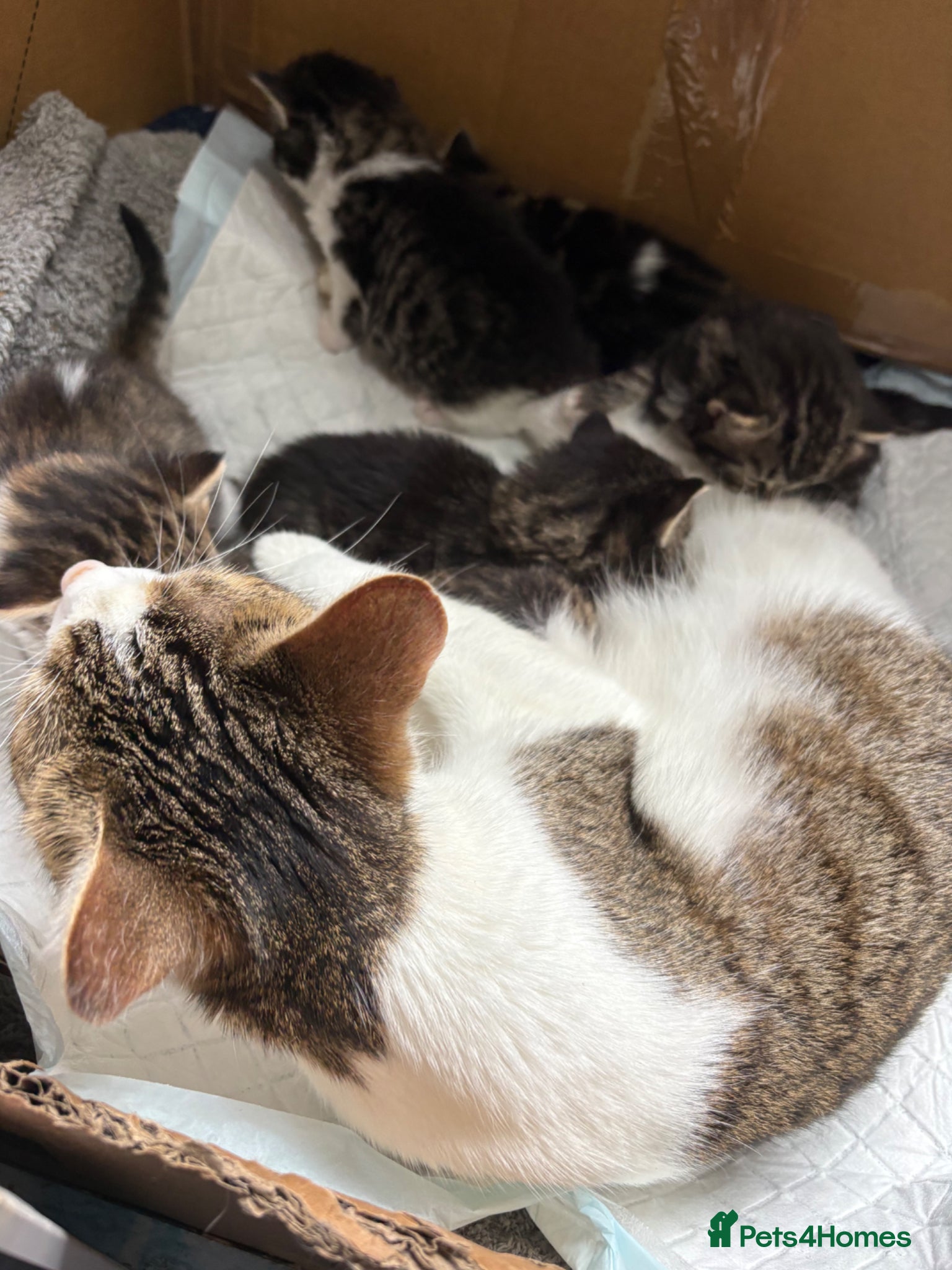 Mixed Breed cats for sale: 2 girls 1 boy kittens in Bury - Advert 1