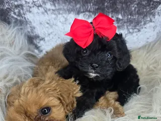 Cavapoo dogs 💙💙TESTED CAVAPOOS💙💙SMALL TOY PUPS 💙 DNA CLEAR - Advert 3