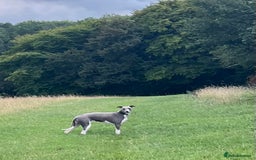 Whippet dogs for stud: Proven KC Blue and White Whippet for Stud - Image 2