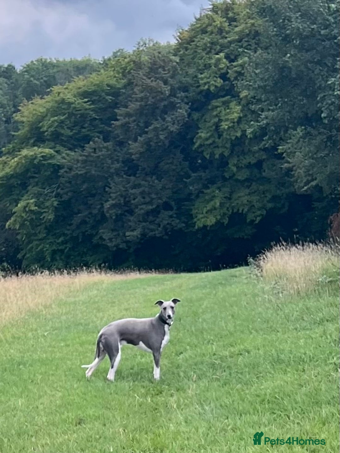 Whippet dogs for stud: Proven KC Blue and White Whippet for Stud - Image 2