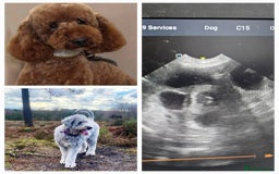 Miniature Poodle dogs for stud: Dark Red Miniature Poodle Stud Package Available in Southampton - Image 39