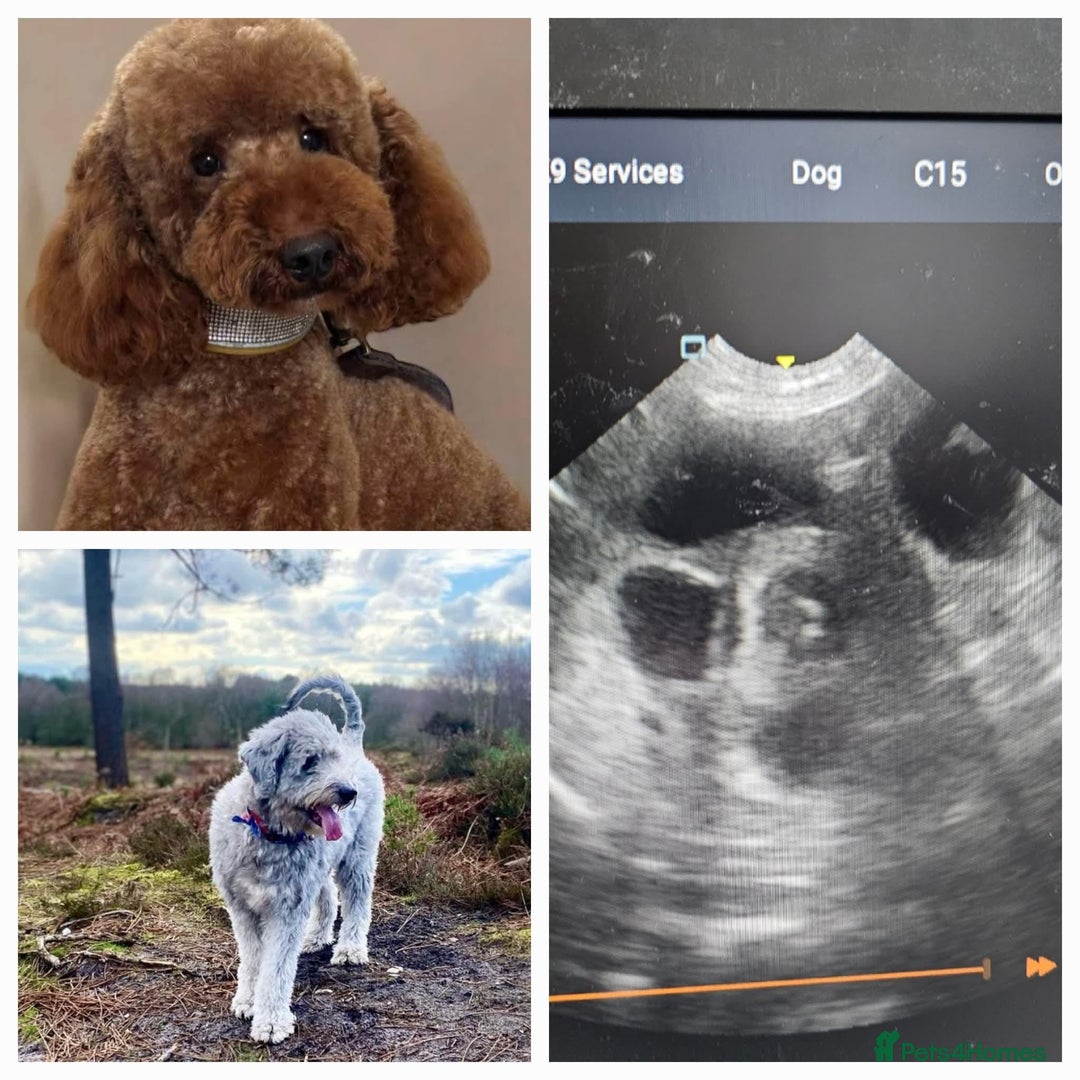 Miniature Poodle dogs for stud: Dark Red Miniature Poodle Stud Package Available in Southampton - Image 39