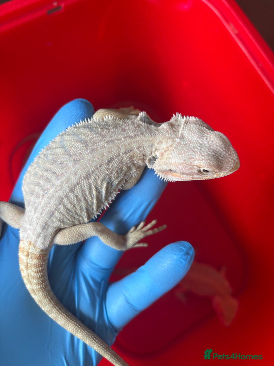Bearded Dragon reptiles for sale: Baby bearded dragons  - Image 13