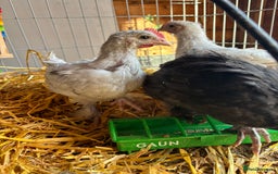 Chickens poultry for sale: Male Maran chicks cockerels  - Image 4
