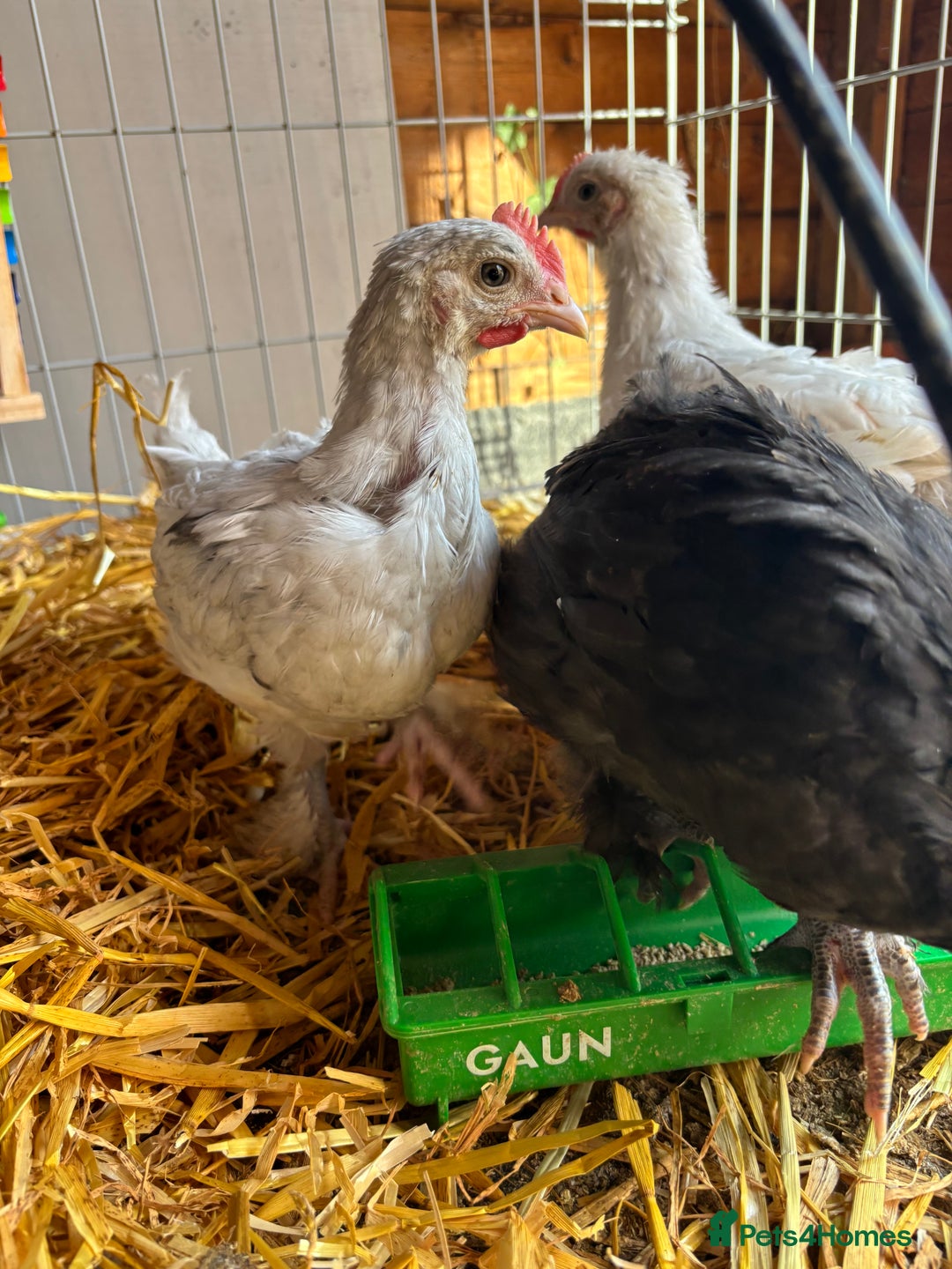 Chickens poultry for sale: Male Maran chicks cockerels  - Image 4