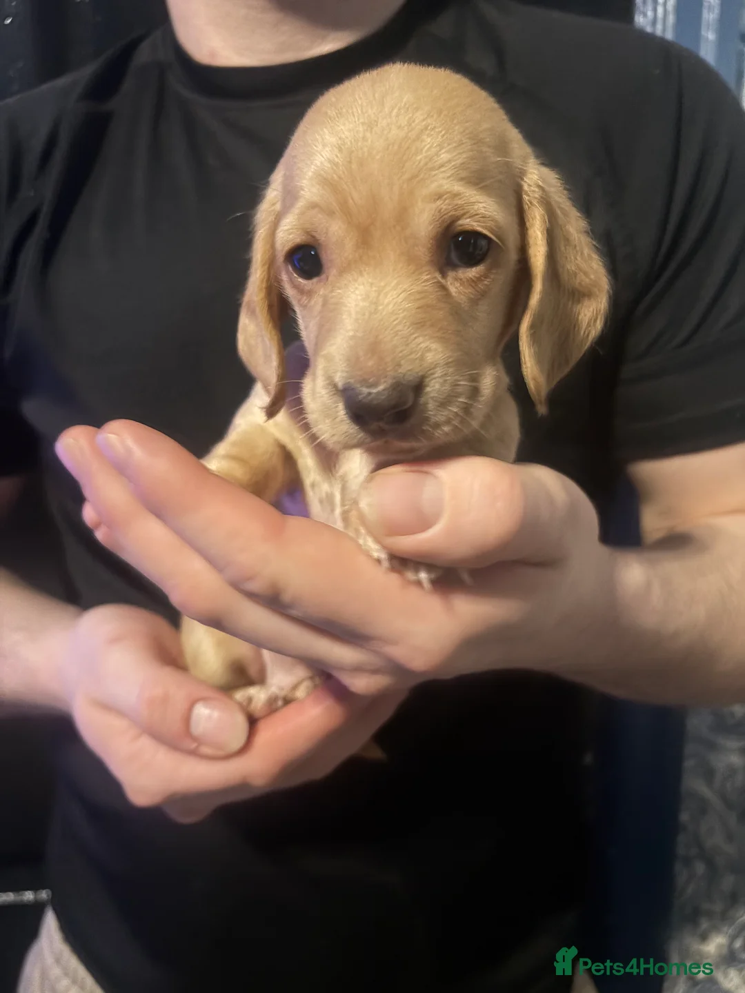 Miniature Dachshund dogs for sale: Ready now Beautiful miniature dachshunds  - Advert 8