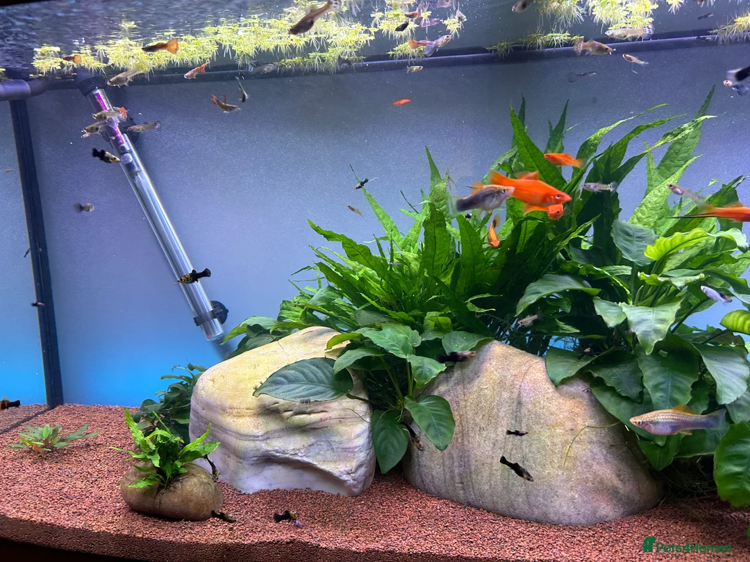 Live Bearers fish for sale: Guppies swords and Mollys  - Advert 6