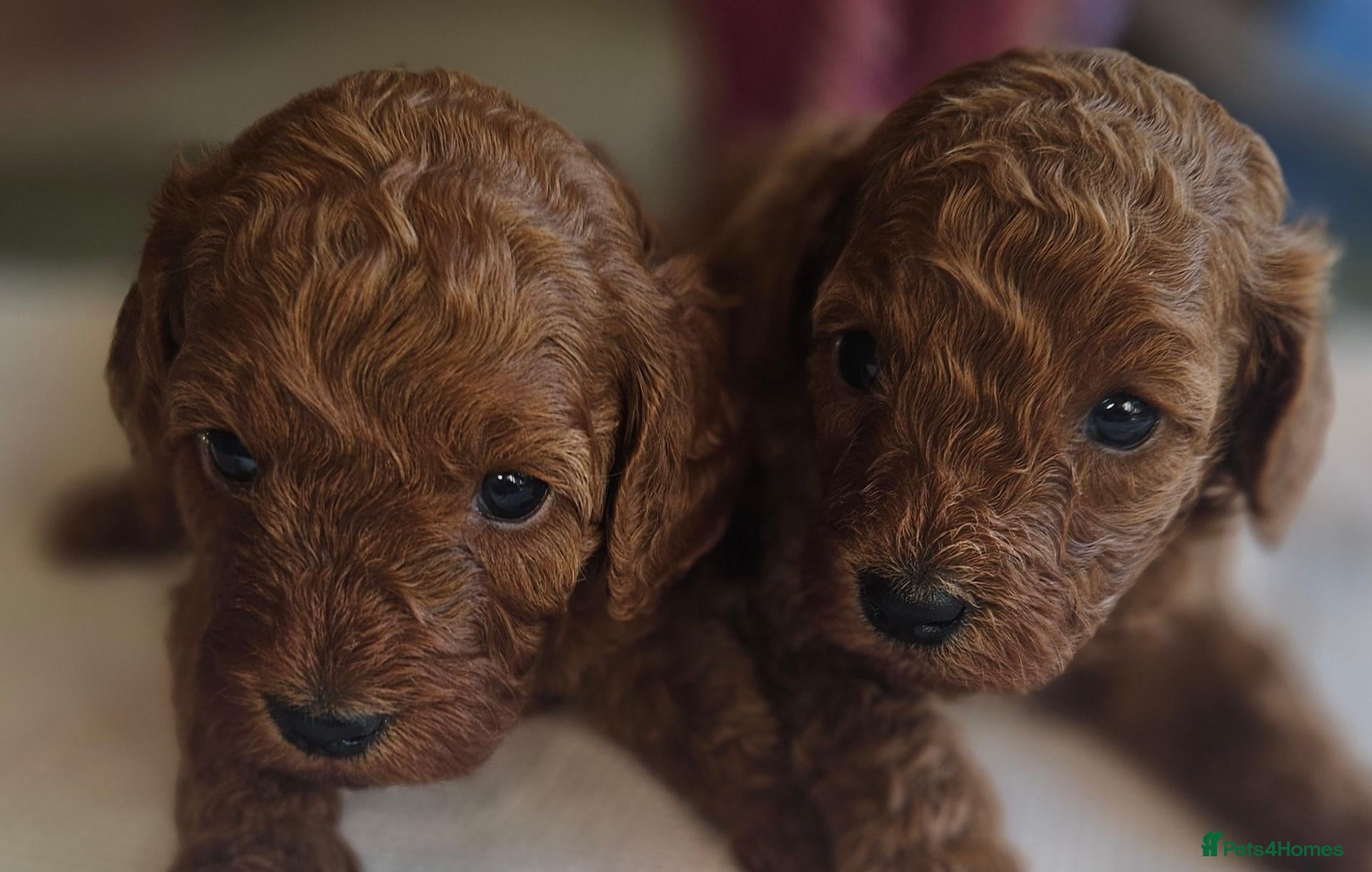 Cavapoo dogs Licensed breeder 2 girls, toy red cavapoo pups  - Advert 1