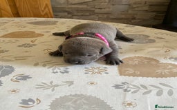 Staffordshire Bull Terrier dogs for sale: solid blues - Image 6