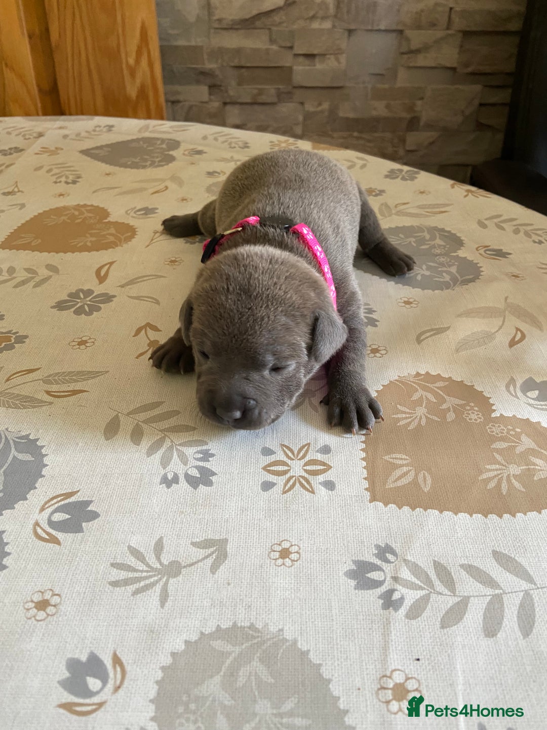 Staffordshire Bull Terrier dogs for sale: solid blues - Image 6