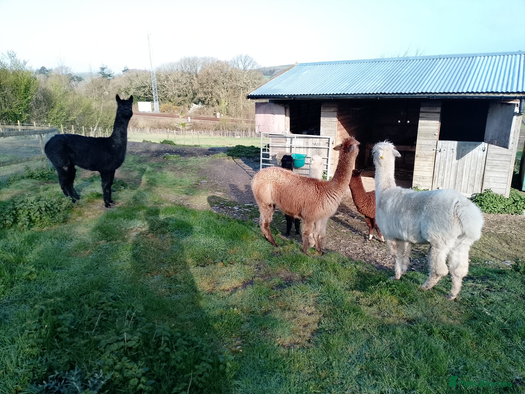 Alpaca livestock adult females and weanling males for sale - Advert 5