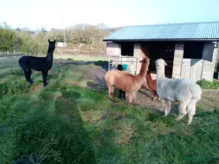 Alpaca livestock adult females and weanling males for sale - Advert 5