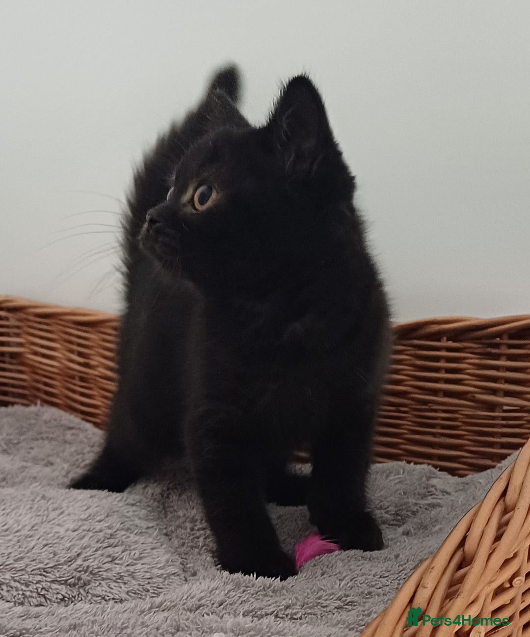 British Shorthair cats for sale: Ready now! Affectionate Black GCCF female - Image 17