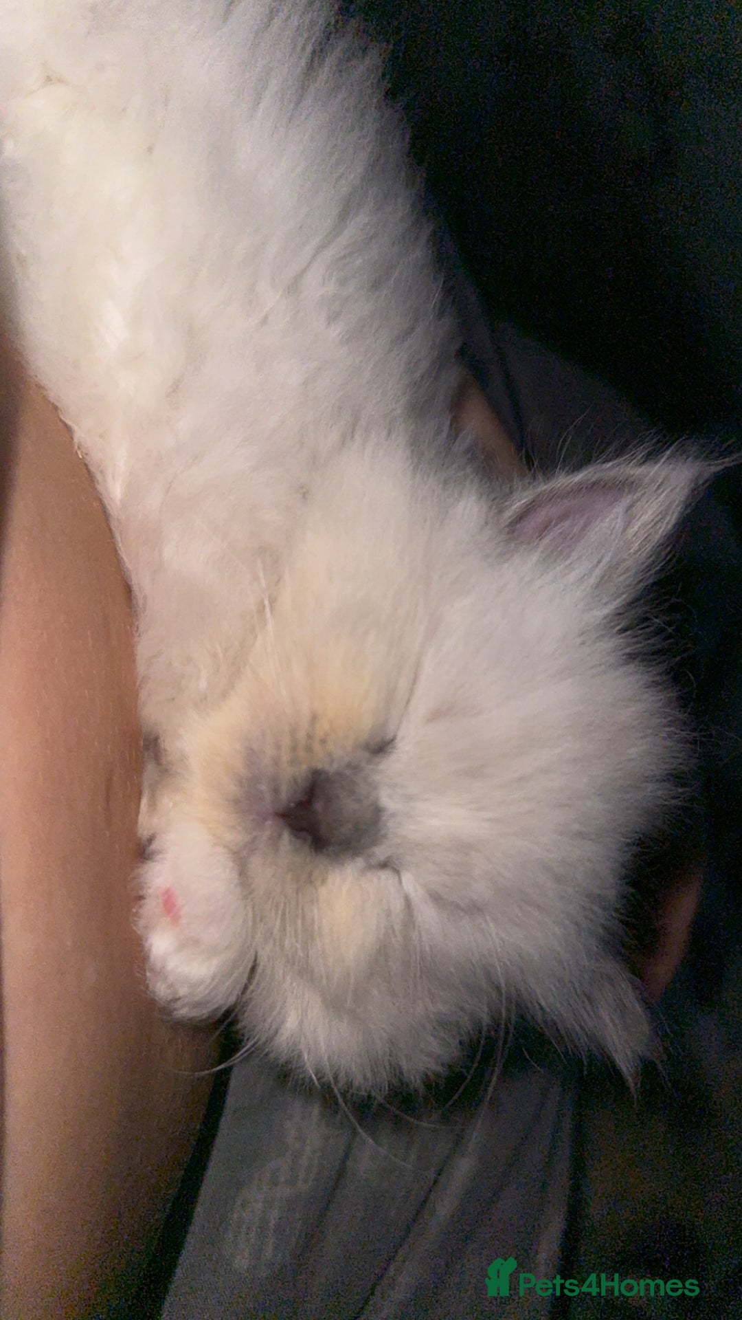 Ragdoll cats for sale: Blue point male ragdoll - Advert 2