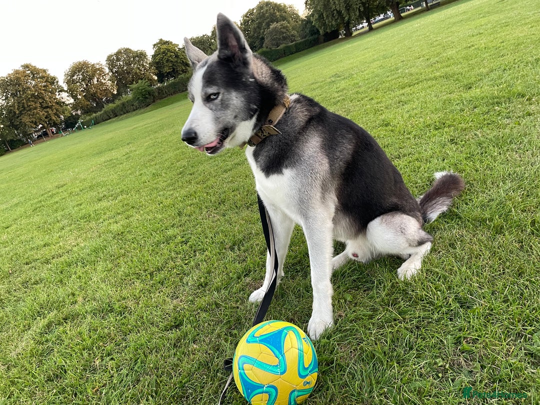 Siberian Husky dogs for sale: Demon - Image 1