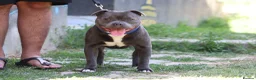 Staffordshire Bull Terrier dogs for stud: WORLD FAMOUS BLOODLINE! KC REG LOW COI%  in Nottingham - Advert 30