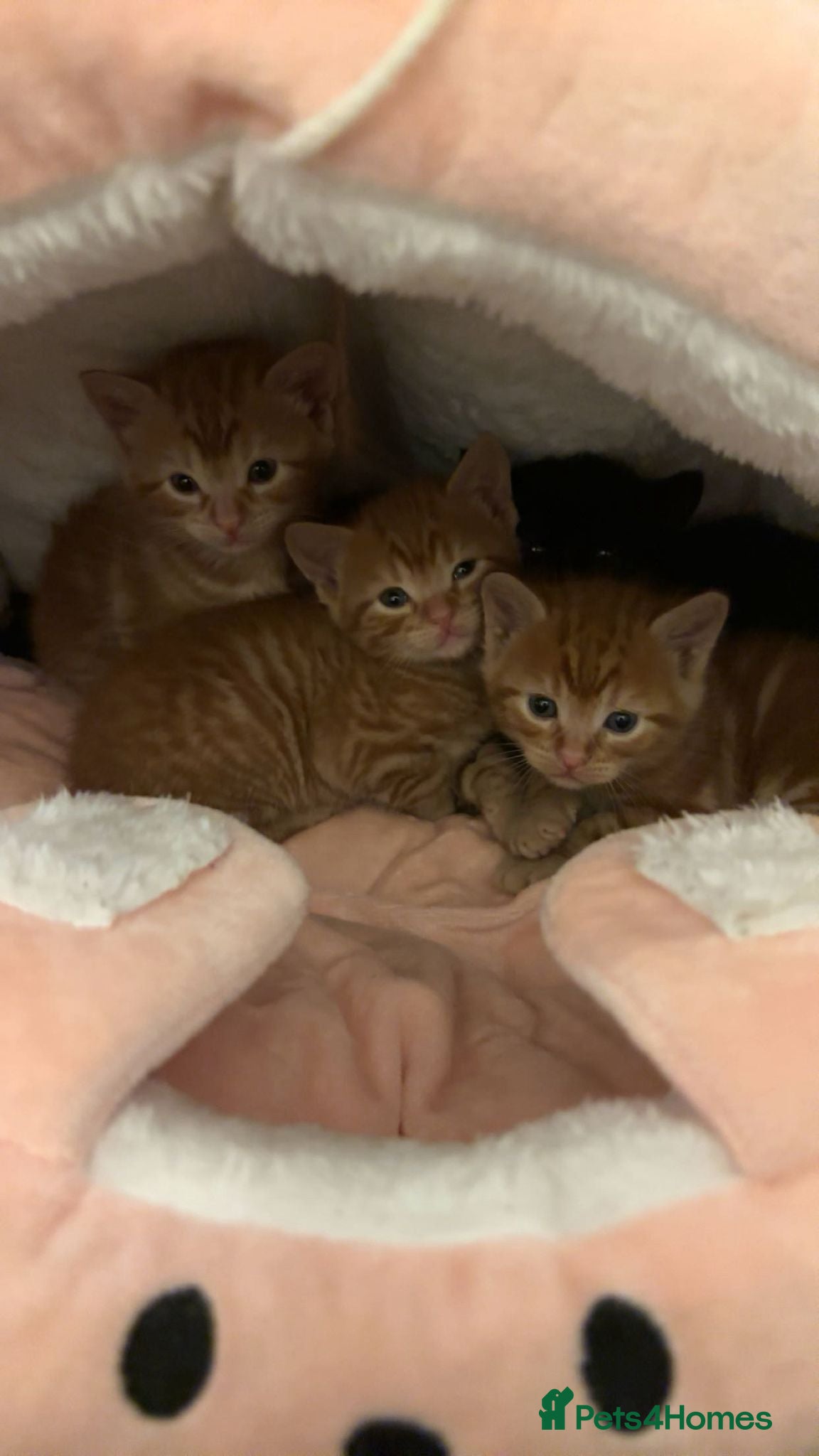 Mixed Breed cats 5 kittens  - Advert 1