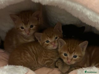 Mixed Breed cats 5 kittens - Advert 1