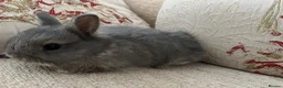 Netherland Dwarf rabbits for sale: Baby and young adult Netherland Dwarfs for sale  - Advert 5