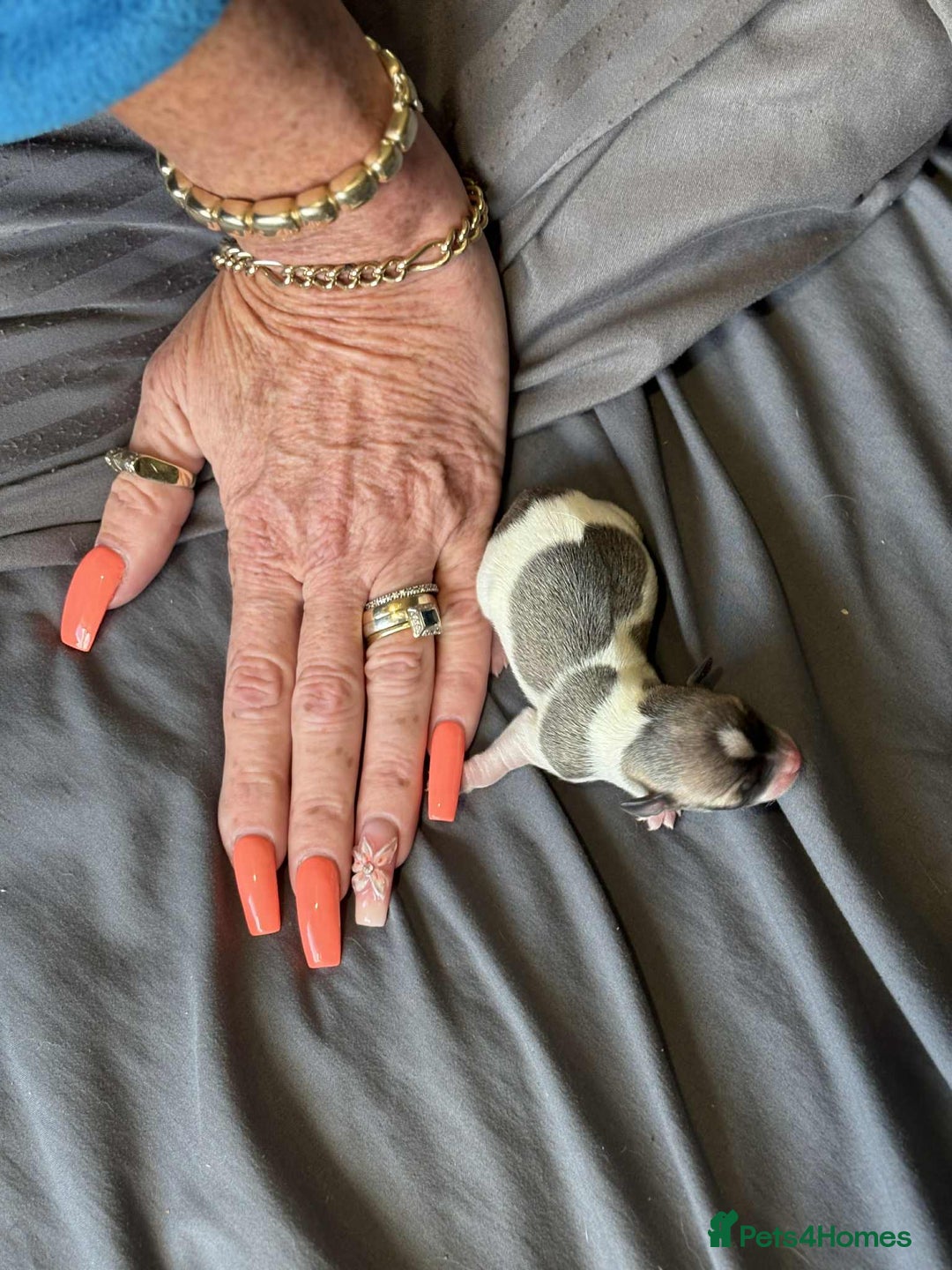 Chihuahua dogs for sale: Tiny ** Chihuahua Puppies for Sale  - Image 4