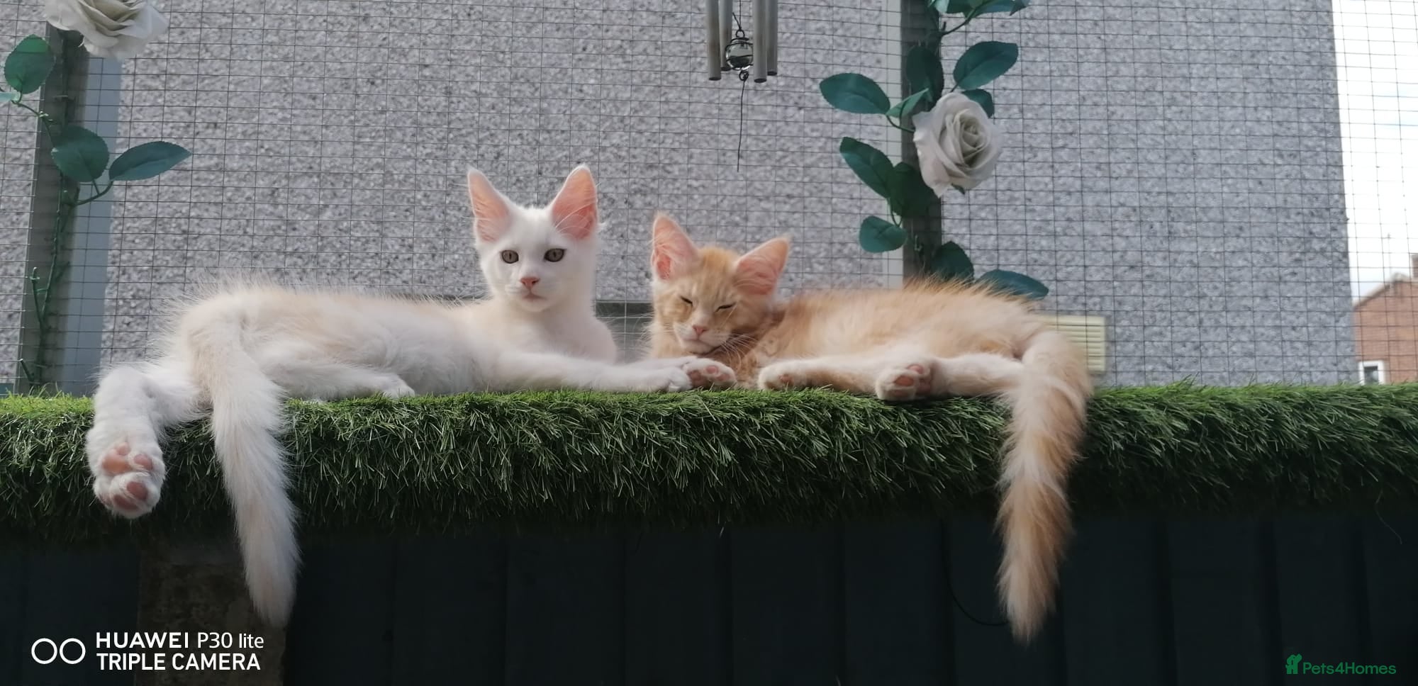 Maine Coon cats Male Maine coon kittens  - Advert 1