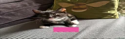 Mixed Breed cats for sale: Beautiful kittens Ready Now - Advert 8