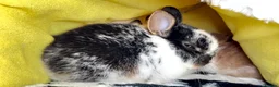 Netherland Dwarf rabbits for sale: Young Netherland dwarf Urgent need of rehoming  - Advert 19