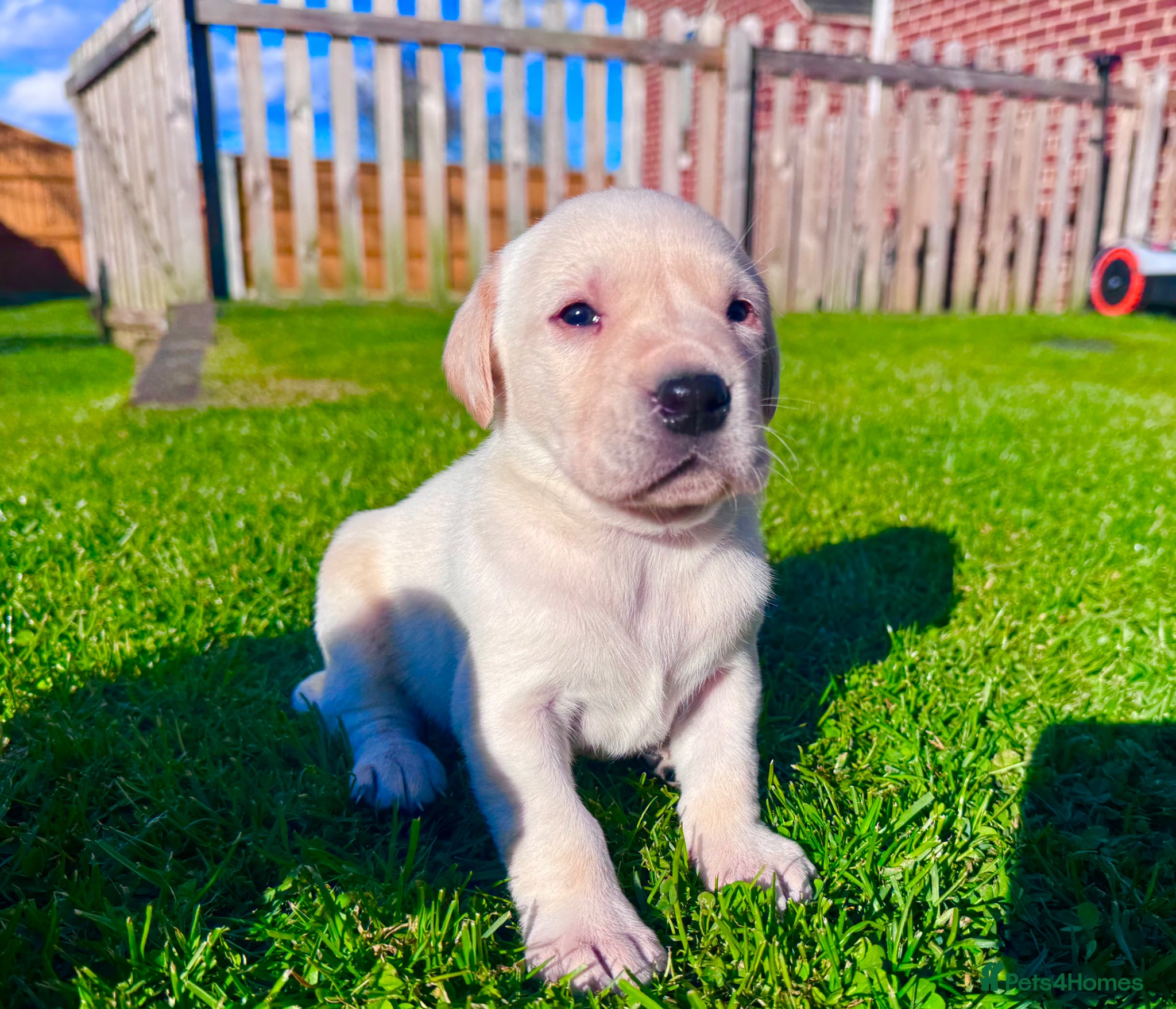 Labrador Retriever dogs KC Registered Working Labrador Babies 🐾🐾🐾 - Advert 2