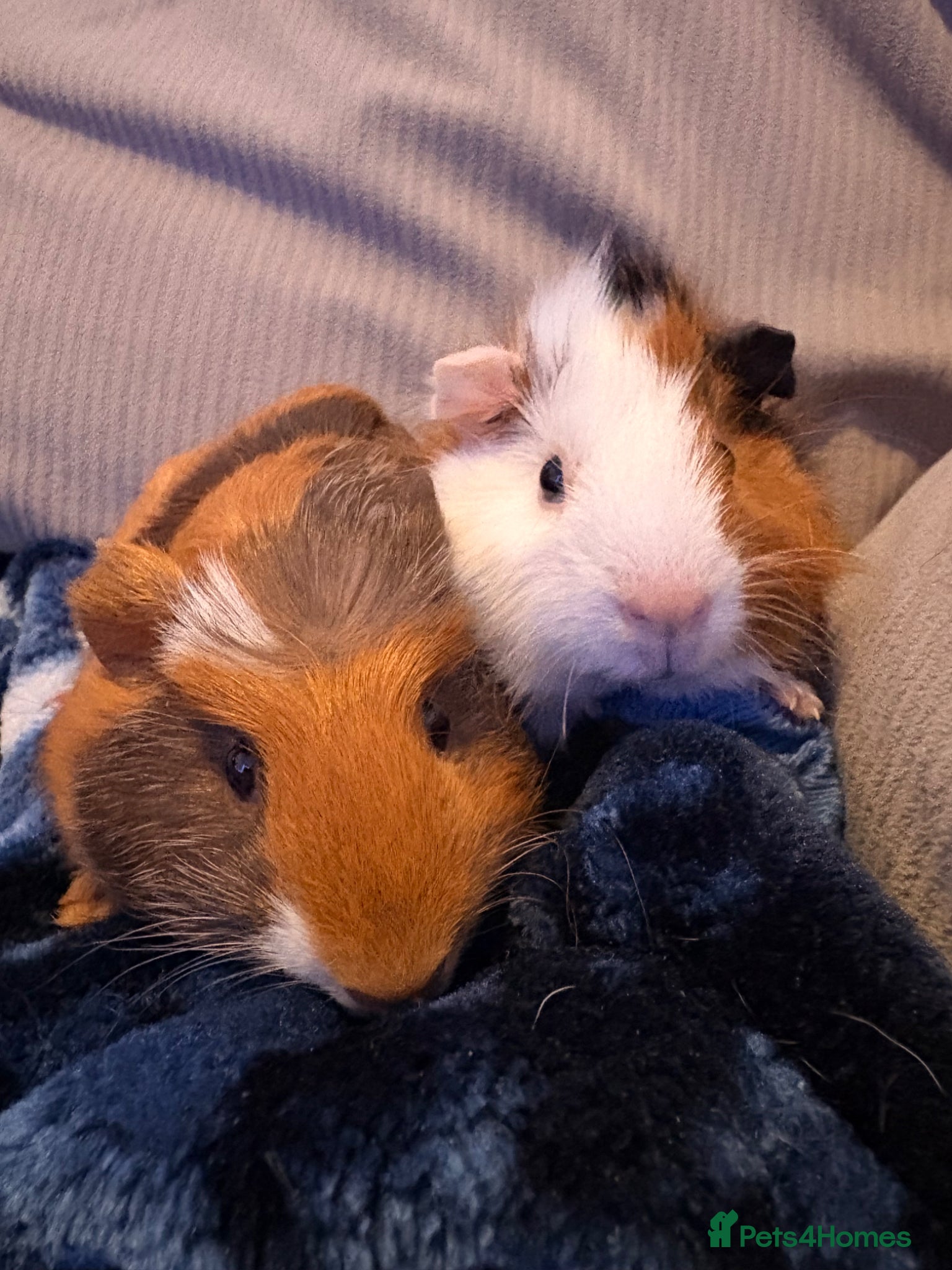 Guinea Pig rodents for sale: Alex and Warren in Brighton - Advert 2
