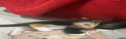 Mixed Breed cats for sale: 3 kittens for sale  - Advert 2